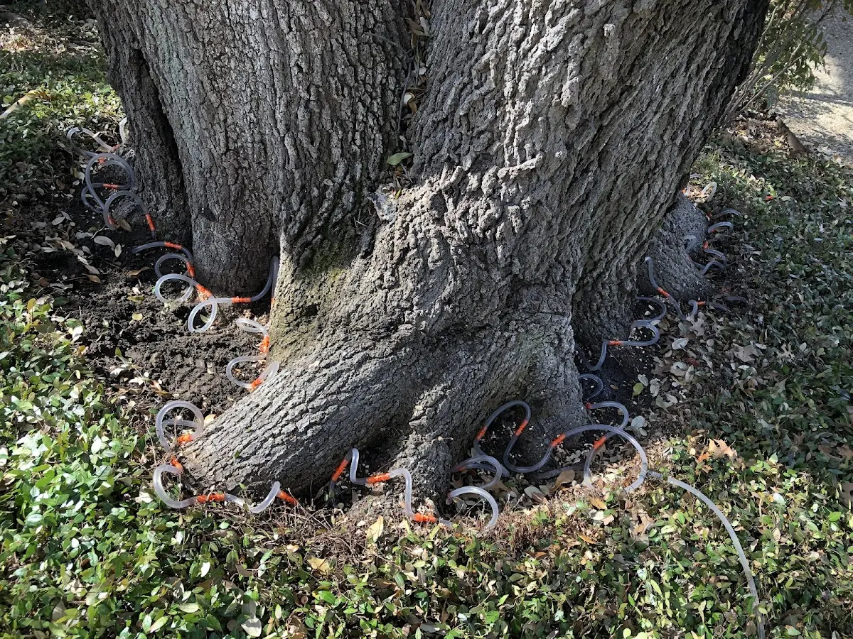Detailed Tree Cabling and Bracing job site in West Covina